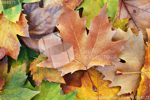 Image of Autumn leaves