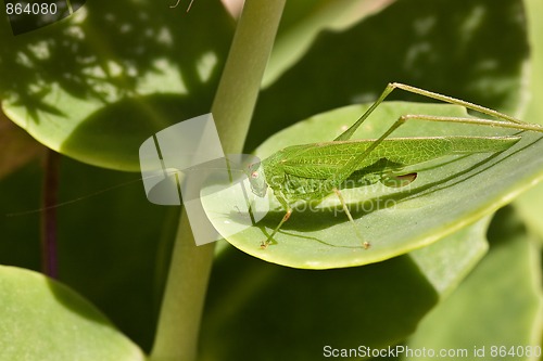 Image of European Grasshopper, Tettigonia viridissima