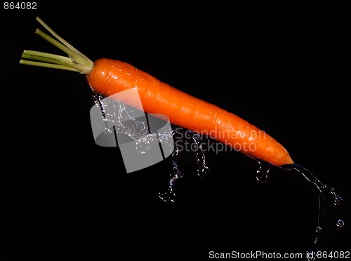 Image of Carrot with water splash on black