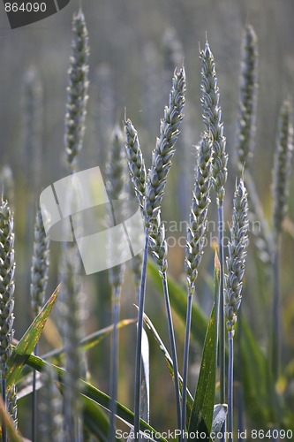 Image of Fields of Wheat