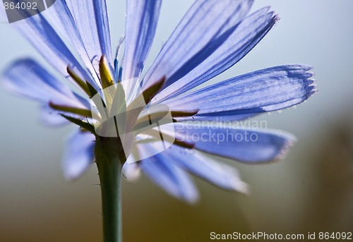 Image of Common chicory flower, Cichorium intybus