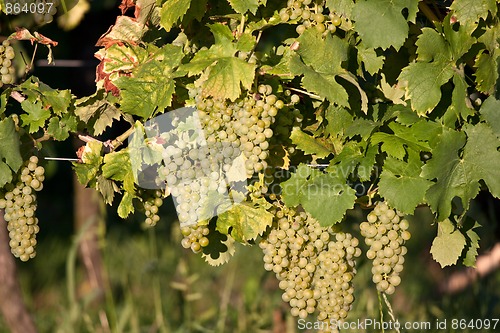 Image of Grapes in vineyard at the end of summer