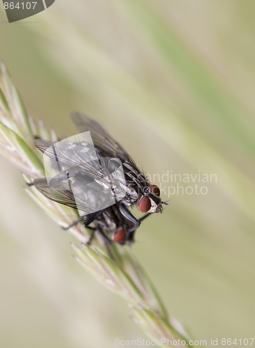 Image of Two Flies Mating