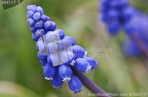 Image of Grape Hyacinth Blossom