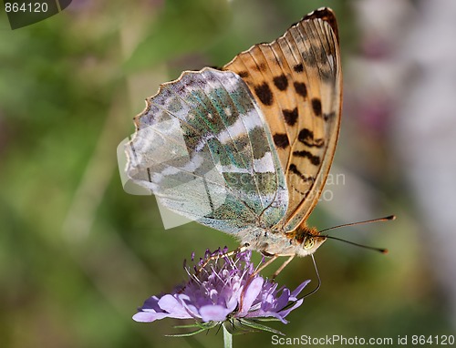 Image of Butterfly sitting on Flower