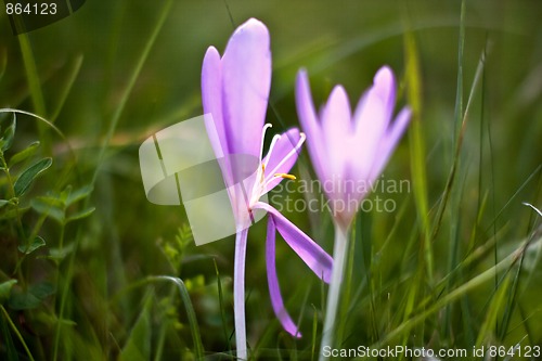 Image of Wild Crocus blooming in early autumn