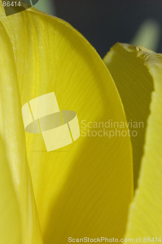 Image of Yellow tulip