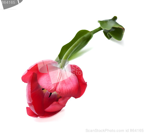 Image of Path to the Women`s Heart