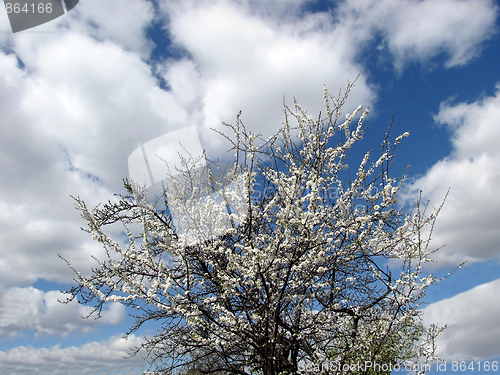 Image of blooming fruit tree