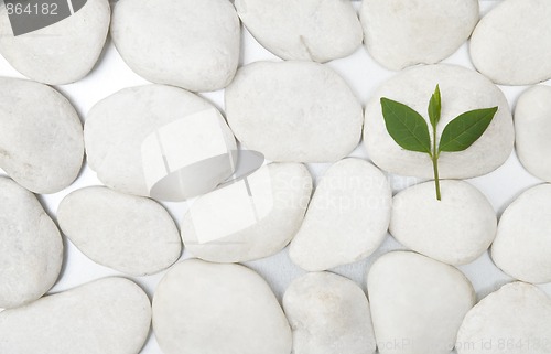 Image of white stones and green leaf