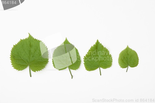 Image of for different leafs
