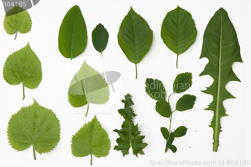 Image of green leafs