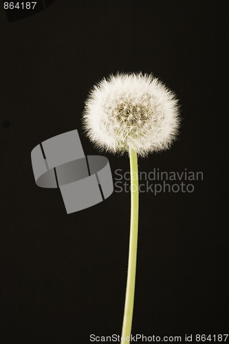 Image of Dandelion