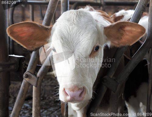 Image of calve