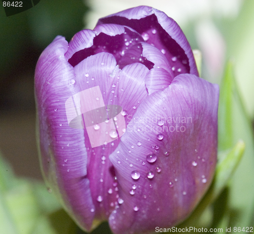 Image of Mauve tulip