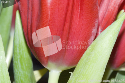 Image of Red tulip