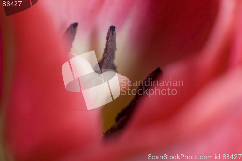 Image of Pink Tulip