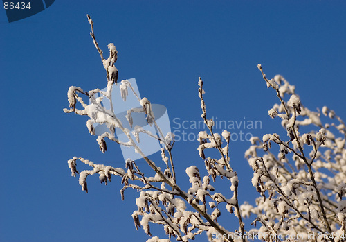 Image of Wintertree