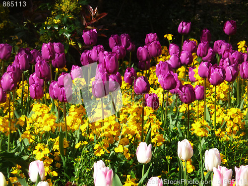 Image of Purple Tulips 