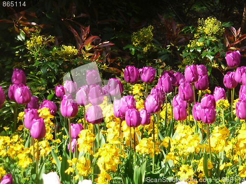 Image of Purple Tulips 