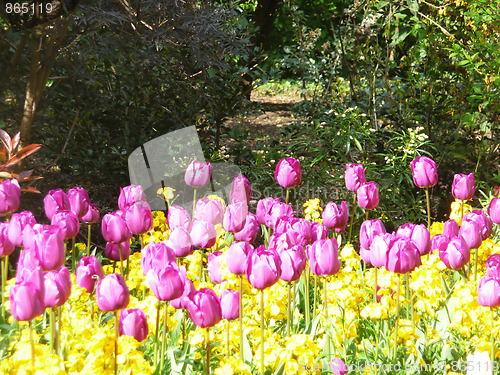 Image of Tulips
