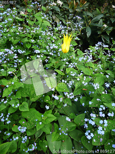 Image of Hosta Fortunei