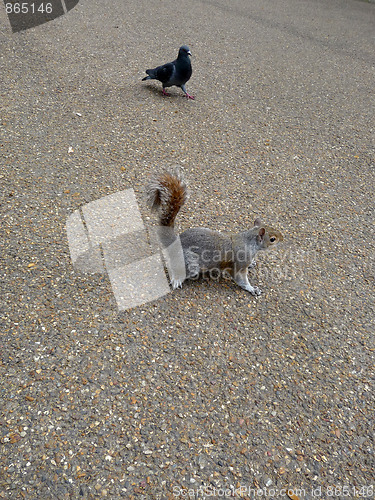 Image of Squirrel