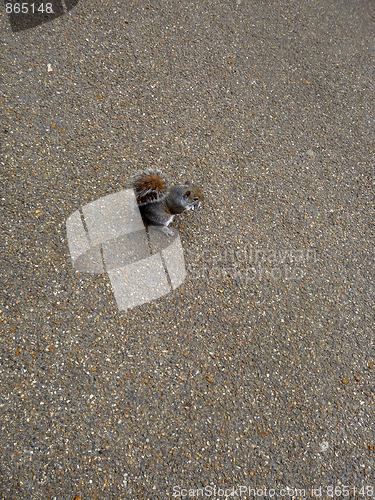 Image of Squirrel