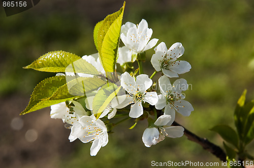 Image of Cherry flowers