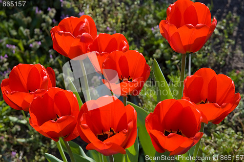 Image of Red tulips