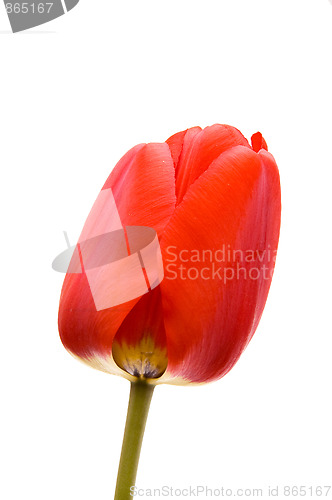 Image of Red tulip