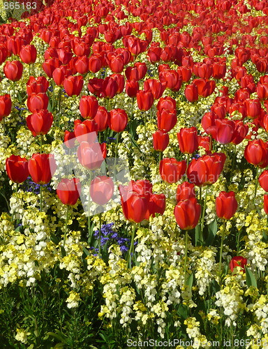 Image of Red Tulips 