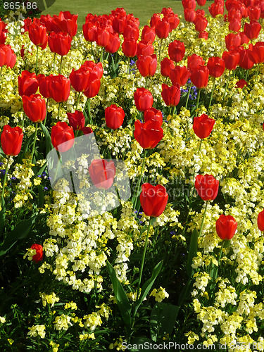 Image of Red Tulips 