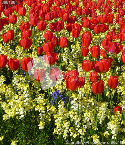 Image of Red Tulips 