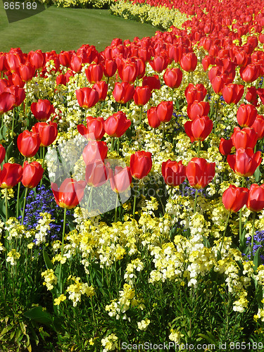 Image of Red Tulips 