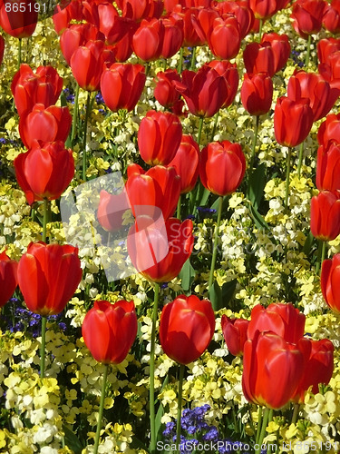 Image of Red Tulips 