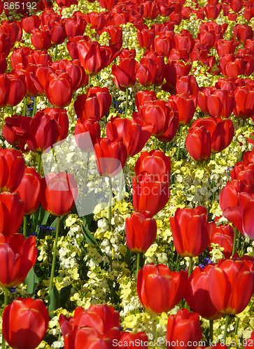 Image of Red Tulips 