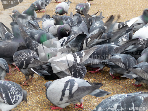 Image of Pigeons 