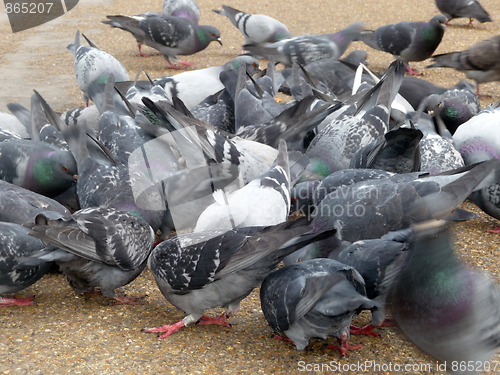 Image of Pigeons 