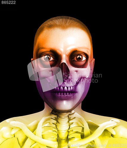 Image of Skull And Flesh 