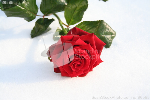 Image of Red rose