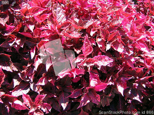 Image of Red Plant