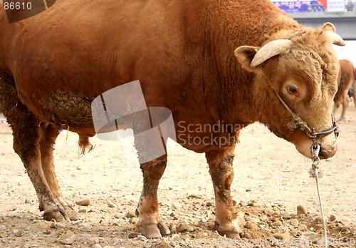 Image of Bull
