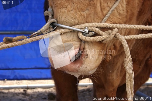 Image of Bull close-up