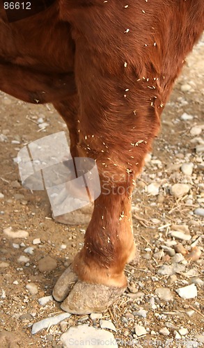 Image of Bull foot