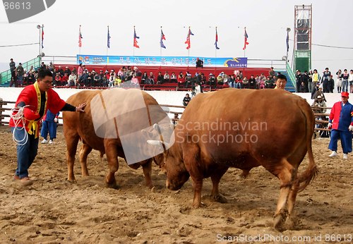 Image of Bull fighting