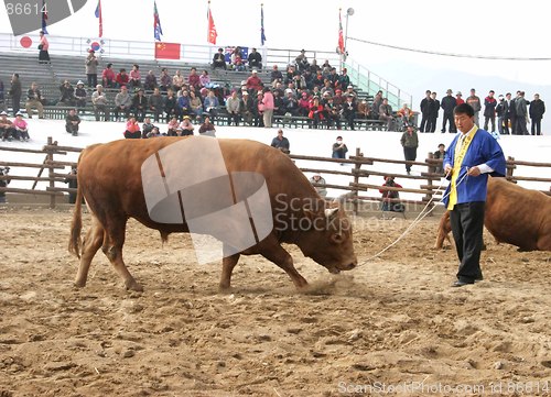 Image of In the bull ring