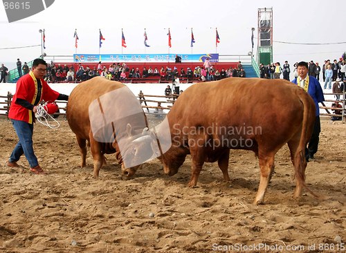 Image of Bull fighting