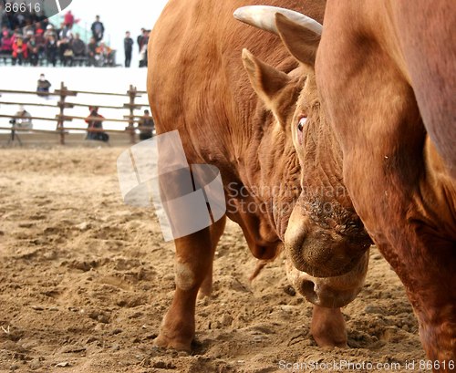 Image of Bulls clashing horns