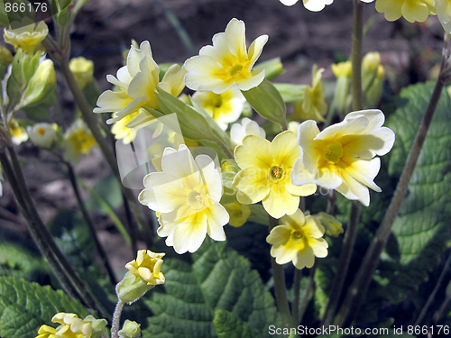 Image of primroses